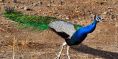 peacock_gir