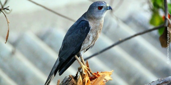 eagle