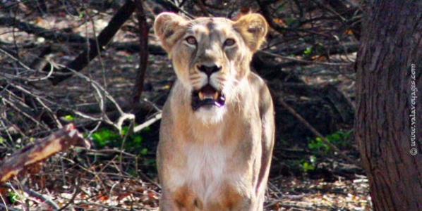 lion_gir_inde