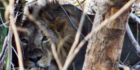 lion_gir