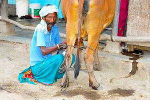 les tribus de gujarat